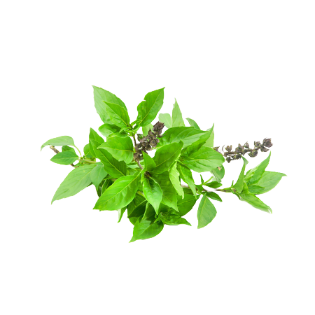 Agroecological Seeds