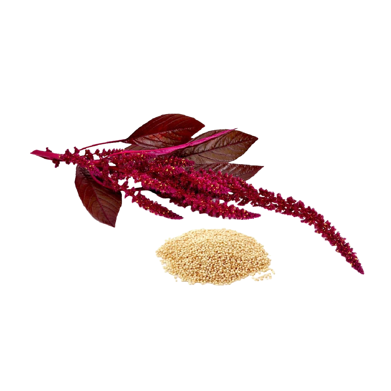 Agroecological Seeds