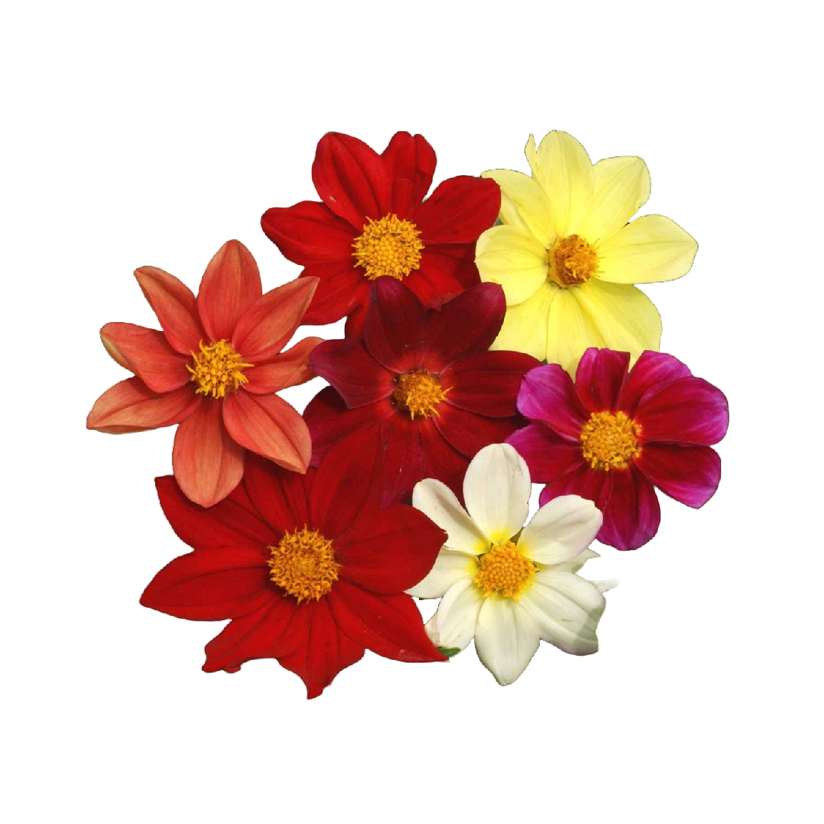 Agroecological Seeds
