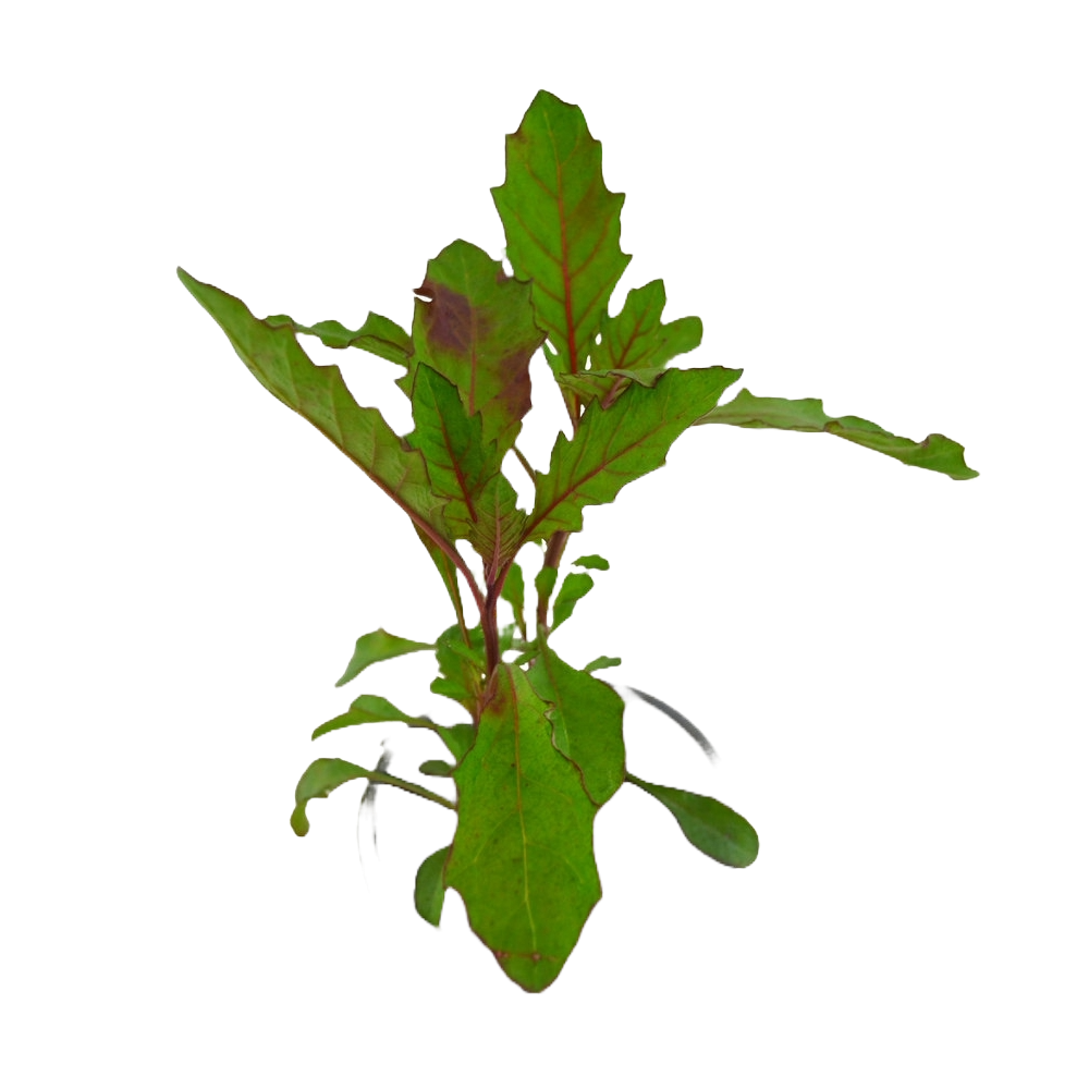 Agroecological Seeds