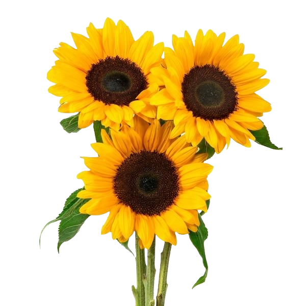 Agroecological Seeds