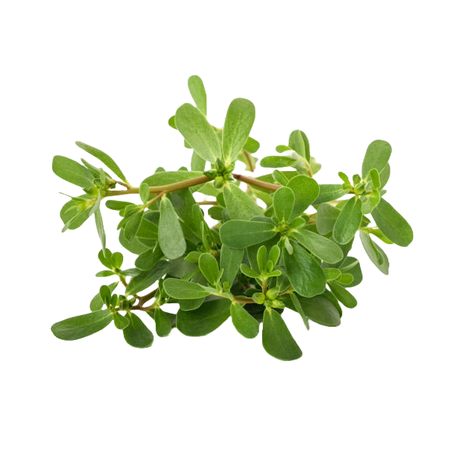 Agroecological Seeds